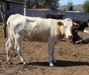 Gobierno de Morelia aplicó con éxito más de 4 mil 500 dosis para prevenir enfermedades en ganado